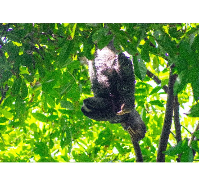 Fotobehang dieren luiaard met groenereien - TenStickers