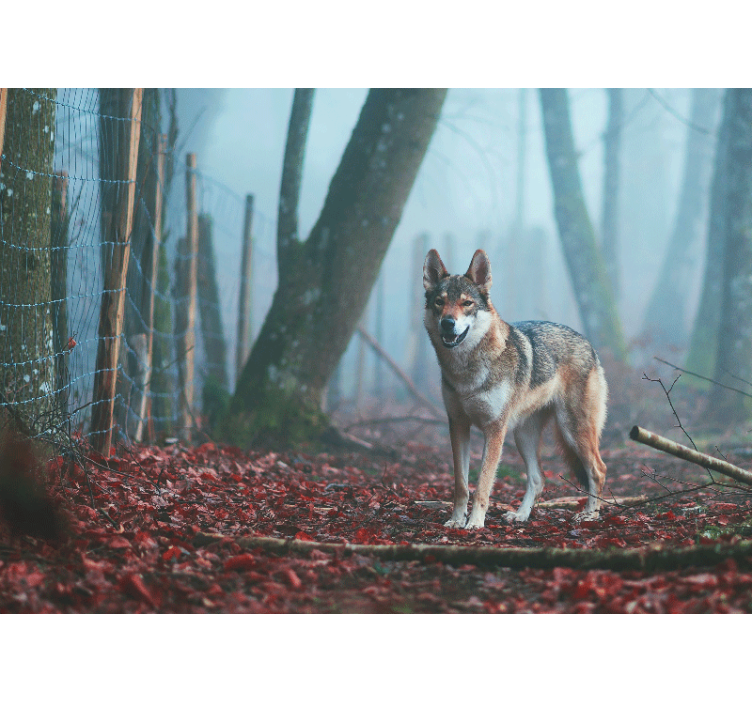 Fotobehang dieren wolf in mistig bos - TenStickers