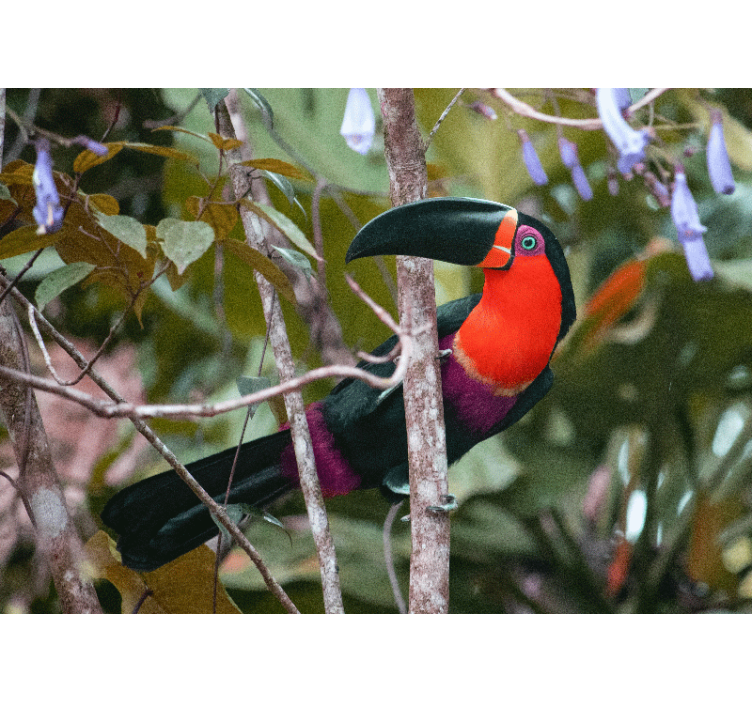 Fotobehang dieren kleurvolle toekan display - TenStickers