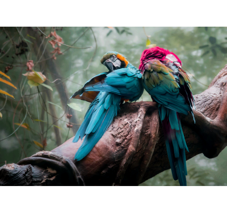 Fotobehang dieren kleurrijke papegaaien omhelzing - TenStickers