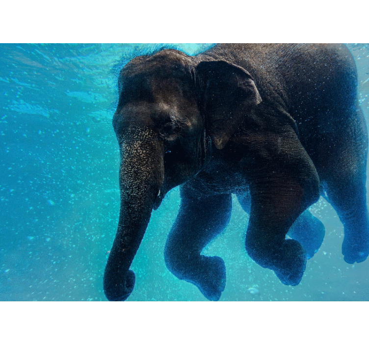 Fotobehang strand onderwater olifant - TenStickers
