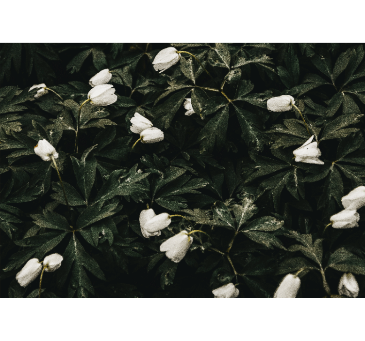 Fotobehang bloemen zachte witte bloemen - TenStickers