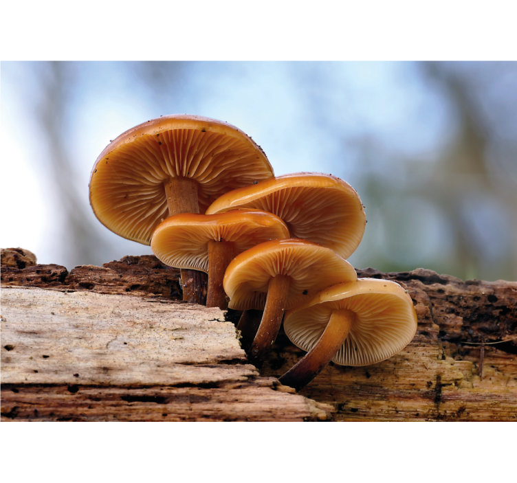 Fotobehang bloemen champignoncluster - TenStickers