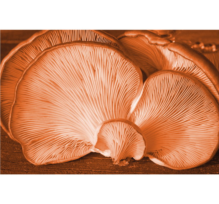 Fotobehang bloemen met paddenstoelenstructuur - TenStickers