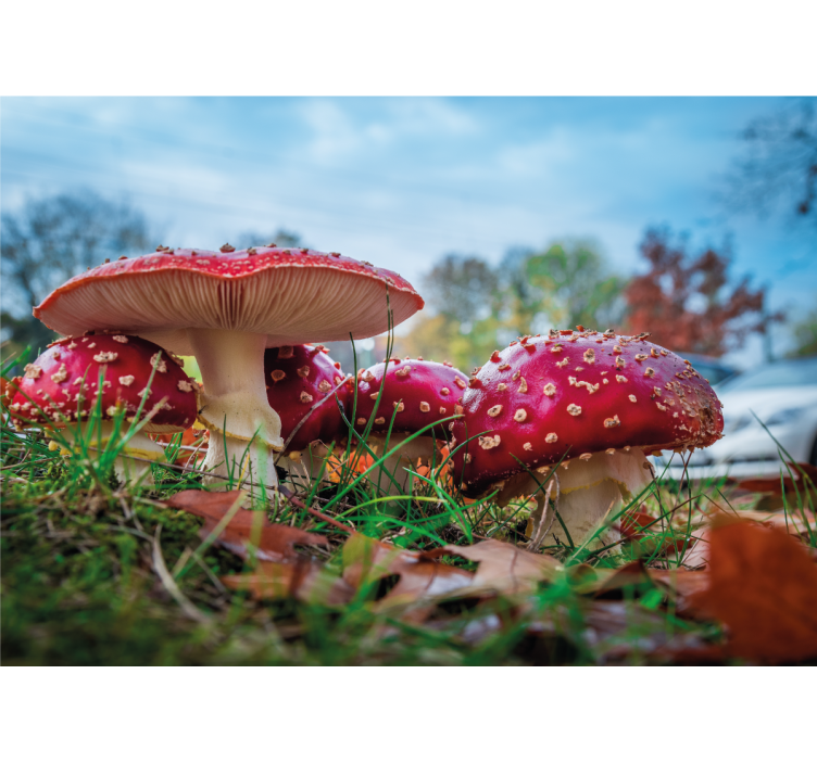 Foto behang natuur rode paddenstoelen cluster - TenStickers