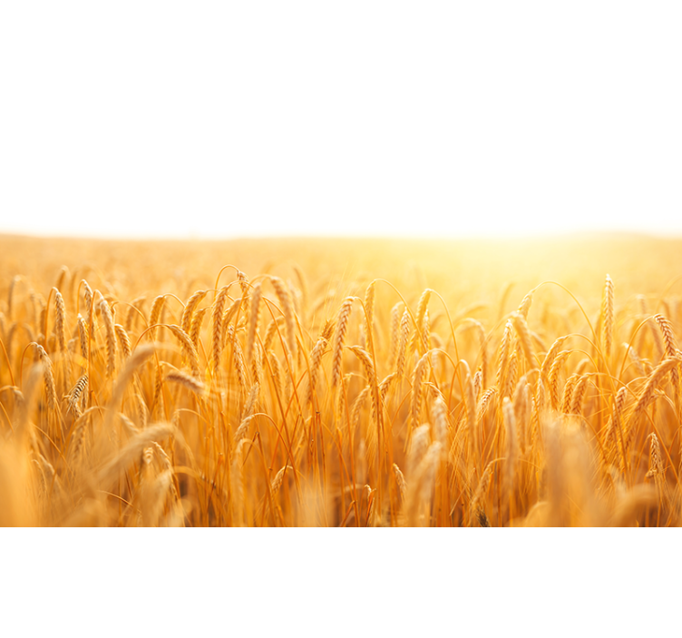 Foto behang natuur gouden graan weide - TenStickers
