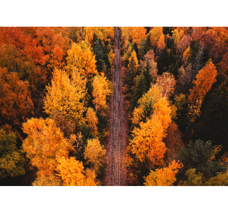 Fotobehang landschap herfst boswandeling - TenStickers