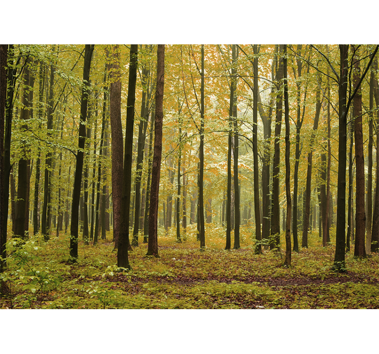 Foto behang bos herfst boslandschap - TenStickers