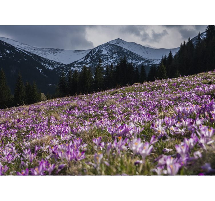 Fotobehang bloemen krokusbloemenveld - TenStickers