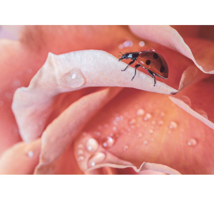 Fotobehang bloemen lieveheersbeestje op bloemblad - TenStickers