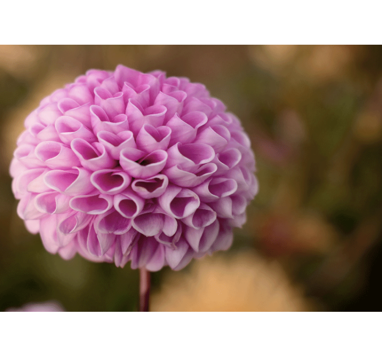 Fotobehang bloemen roze bloemenbol - TenStickers