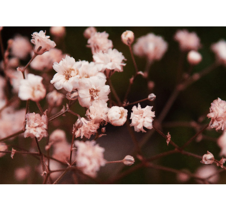 Fotobehang bloemen delicate bloeiende bloemen - TenStickers