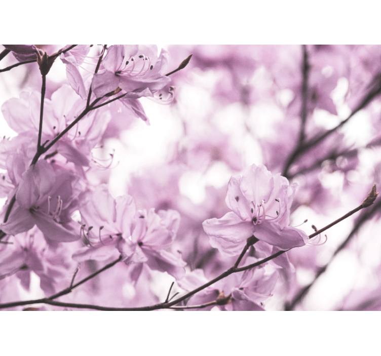 Delicate roze bloesems fotobehang bloemen - TenStickers