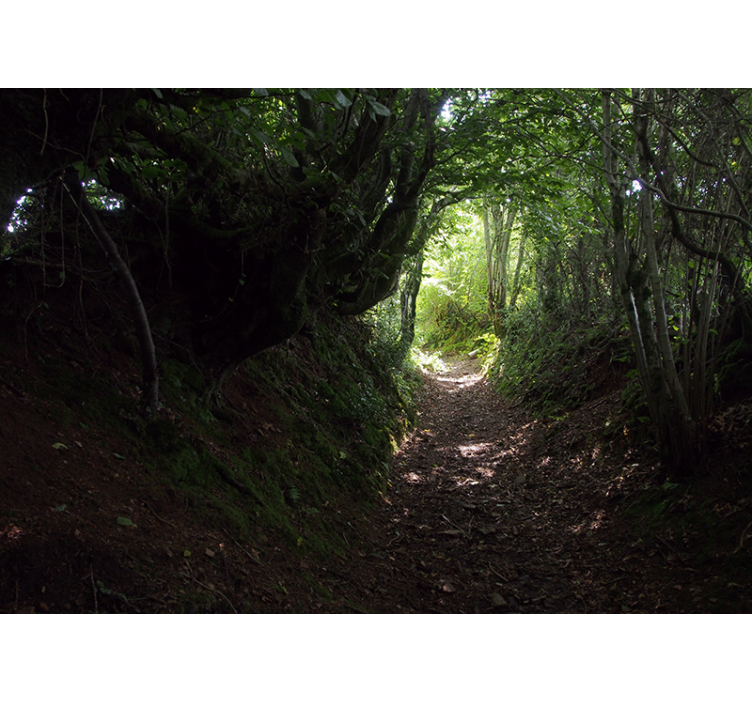 Foto behang bos bospaadje trail - TenStickers