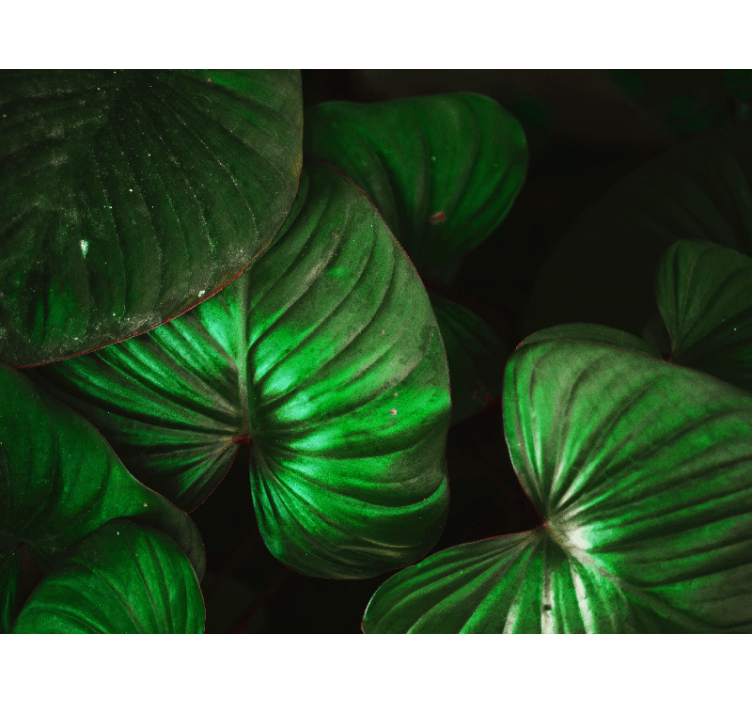 Fotobehang natuur levendige groene bladeren - TenStickers