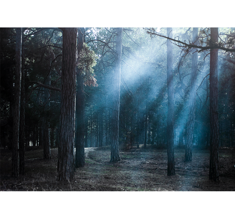 Mistig mistig pad foto behang bos - TenStickers