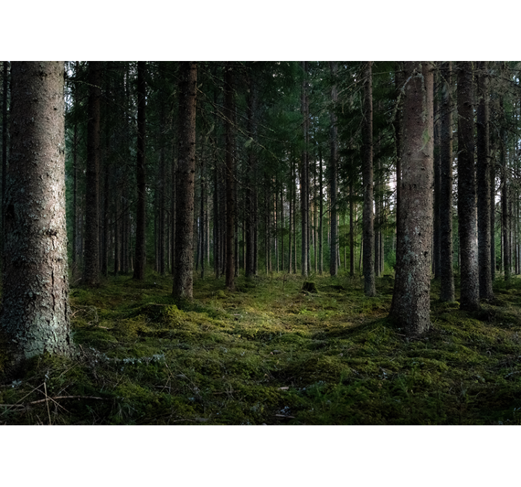 Rustig landschap foto behang bos - TenStickers