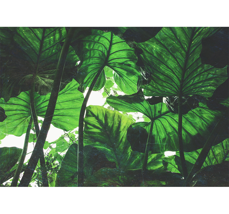 Foto behang natuur weelderig bladeren plafond - TenStickers