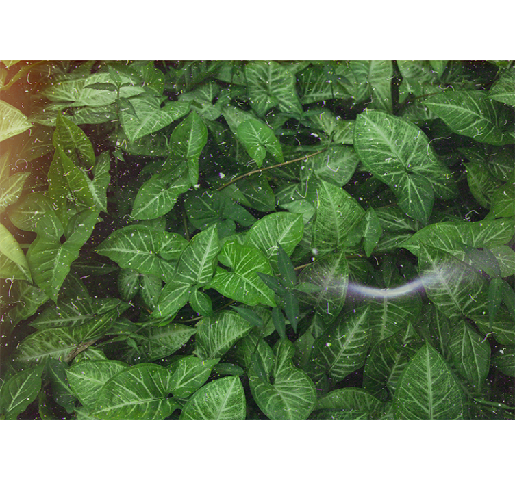 Foto behang natuur levendige bladeren compositie - TenStickers