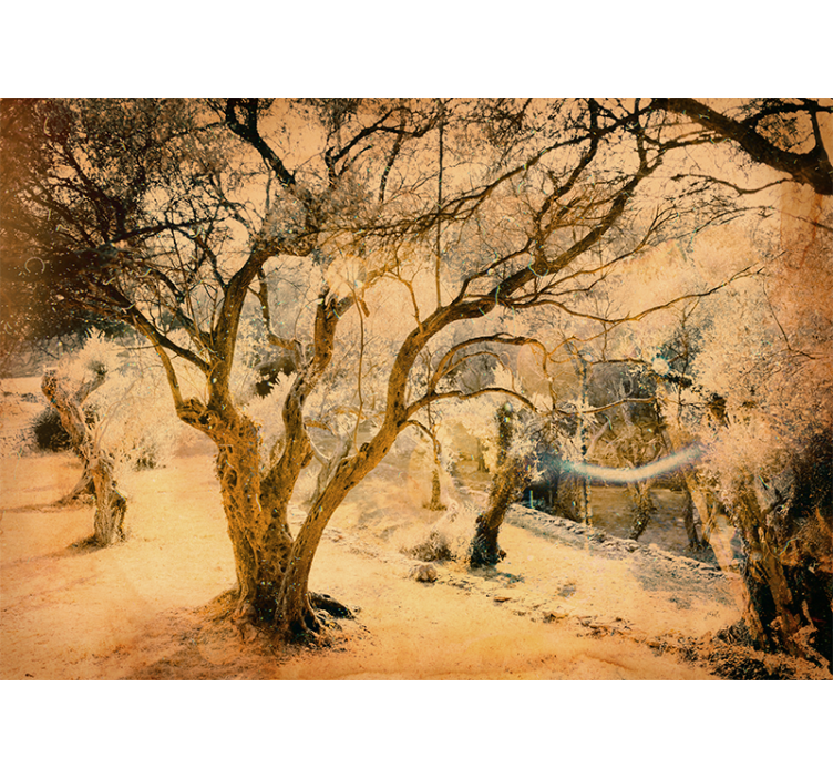 Foto behang bos gouden olijf bomen - TenStickers