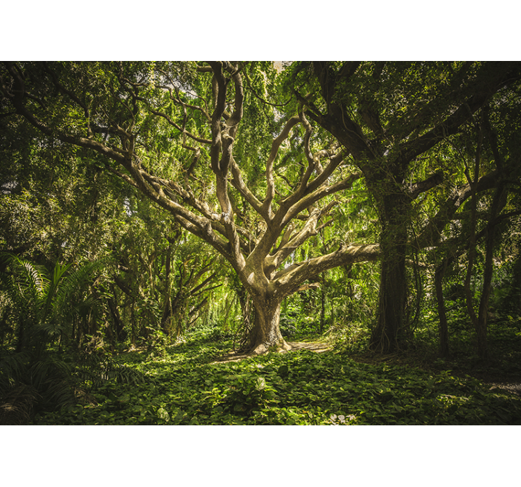 Foto behang bos majestueuze boomkruinen - TenStickers