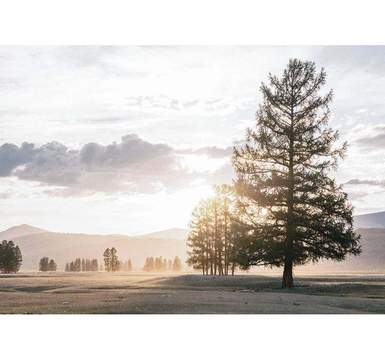 Foto behang natuur serene dennen silhouet - TenStickers