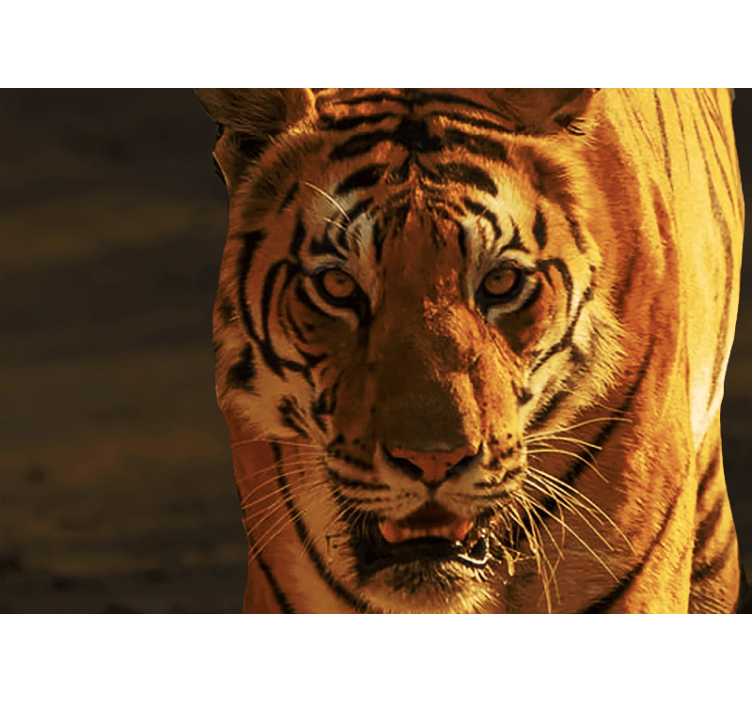 Fotobehang leeuwen koninklijke tijgerblik - TenStickers