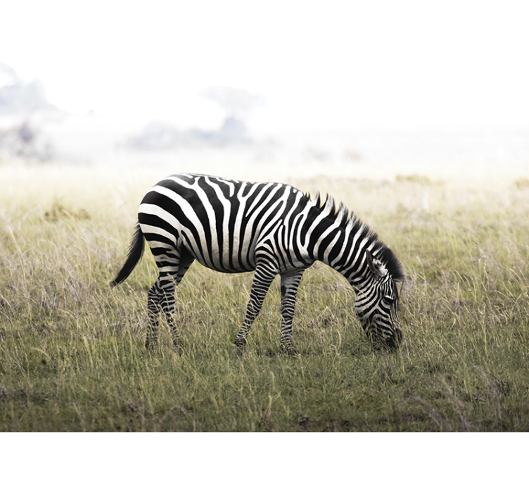 Fotobehang dieren zebra grazend in rust - TenStickers