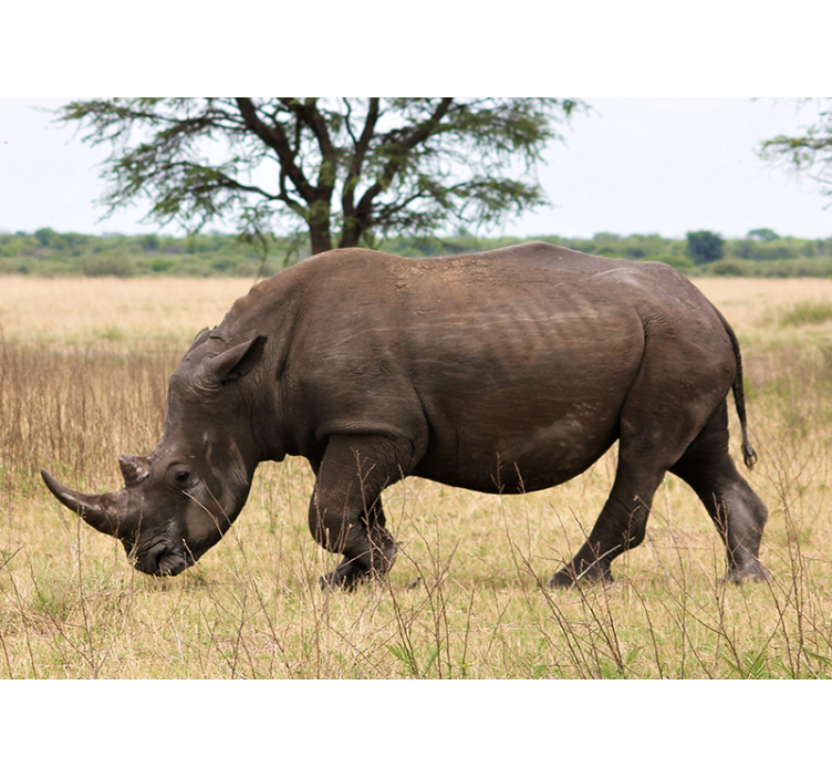 Fotobehang dieren rhino grazen serengeti - TenStickers