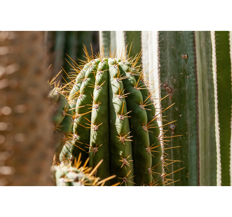 Cactus van dichtbij fotobehang woestijn - TenStickers