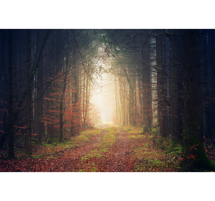 Herfst weg foto behang bos - TenStickers