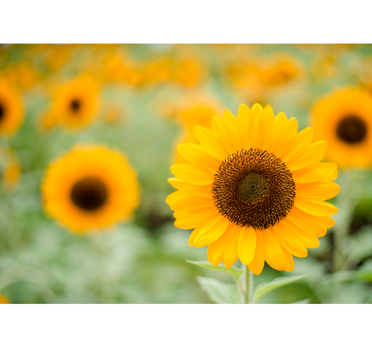 Middelpunt van de zonnebloem fotobehang bloemen - TenStickers