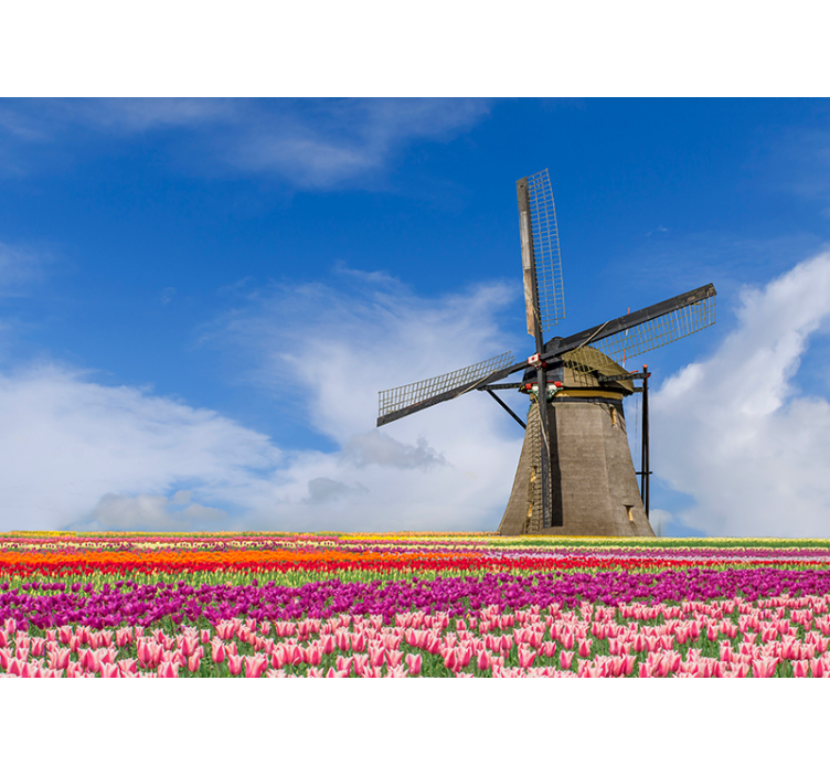 Windmolen in tulpenveld foto behang Amsterdam - TenStickers