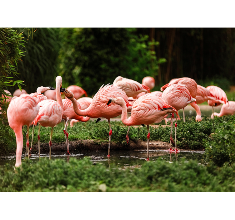 Flamingo-bijeenkomst fotobehang dieren - TenStickers