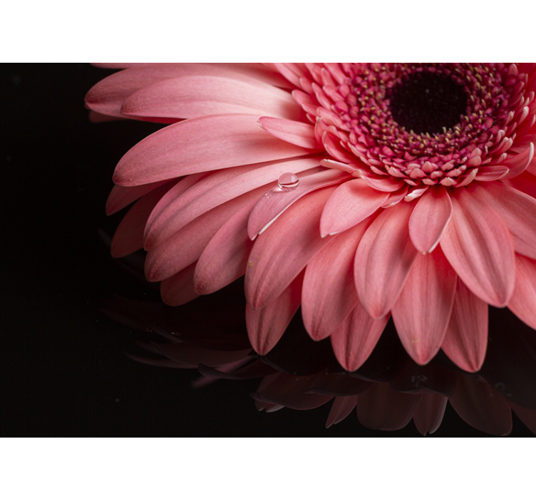 Gerbera bloemblaadje close-up fotobehang bloemen - TenStickers