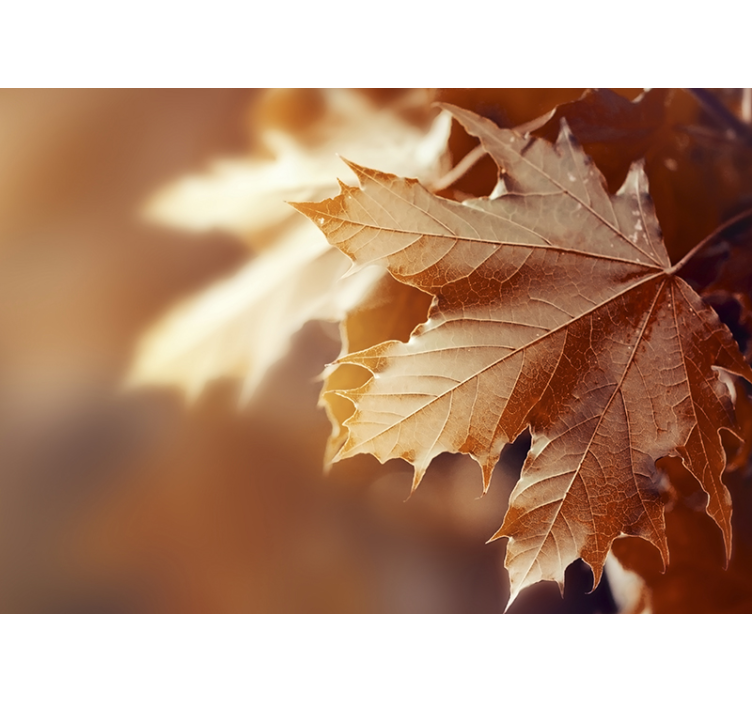Fotobehang bloemen esdoornblad close-up - TenStickers