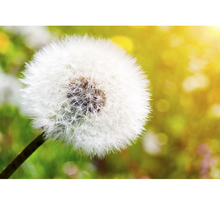 Paardenbloem fotobehang dandelion seed head - TenStickers