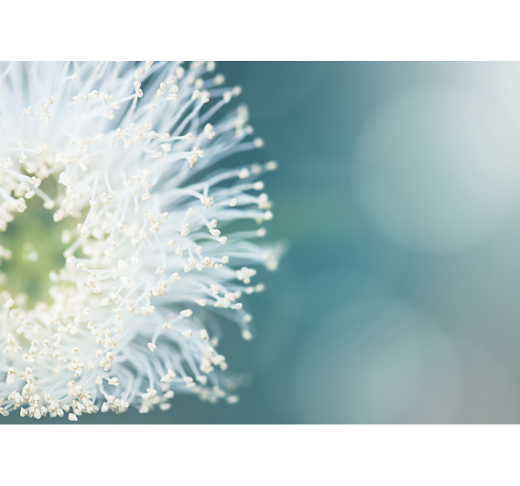 Fotobehang paardebloem zaden - TenStickers