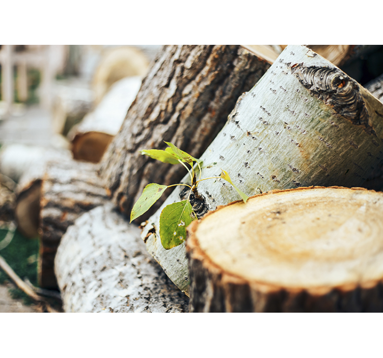 Foto behang bos houtstam arrangement - TenStickers