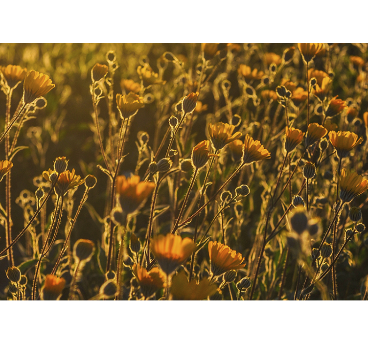 Gouden bloeiende flora fotobehang bloemen - TenStickers