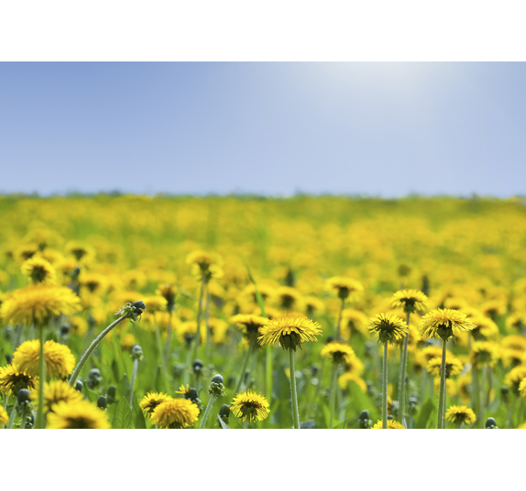 Paardenbloem fotobehang dandelion field - TenStickers