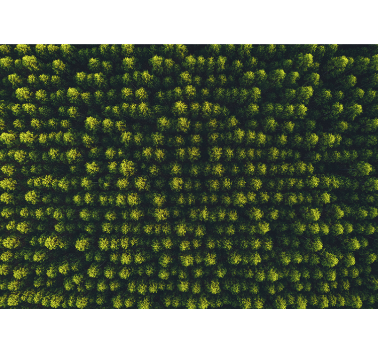 Foto behang natuur weelderige loofomgeving - TenStickers