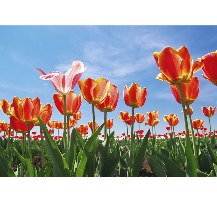 Fotobehang bloemen levendige tulpenweide - TenStickers