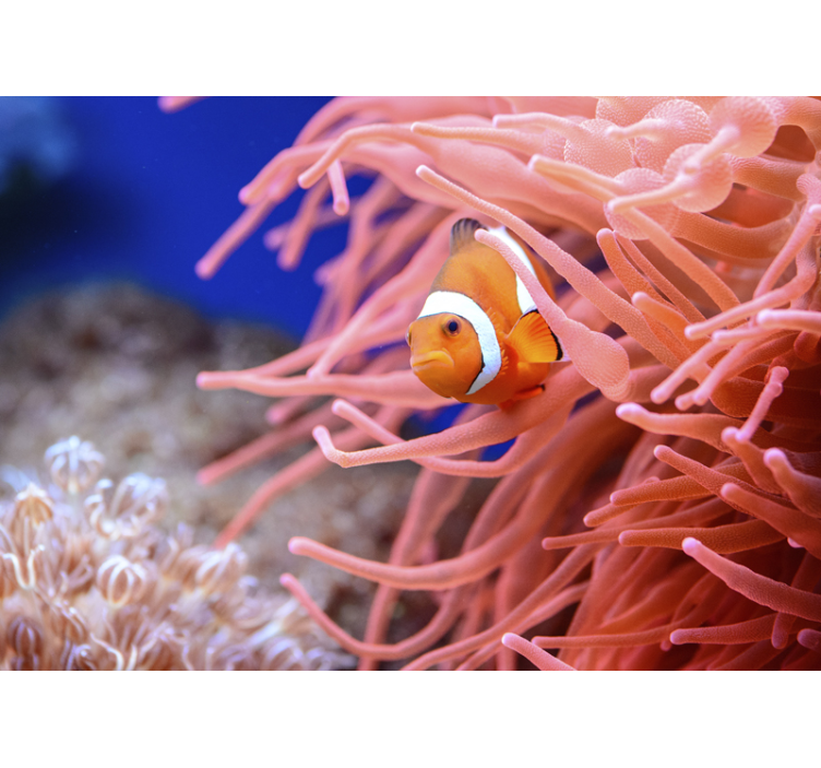 Fotobehang dieren clownvis tussen anemonen - TenStickers