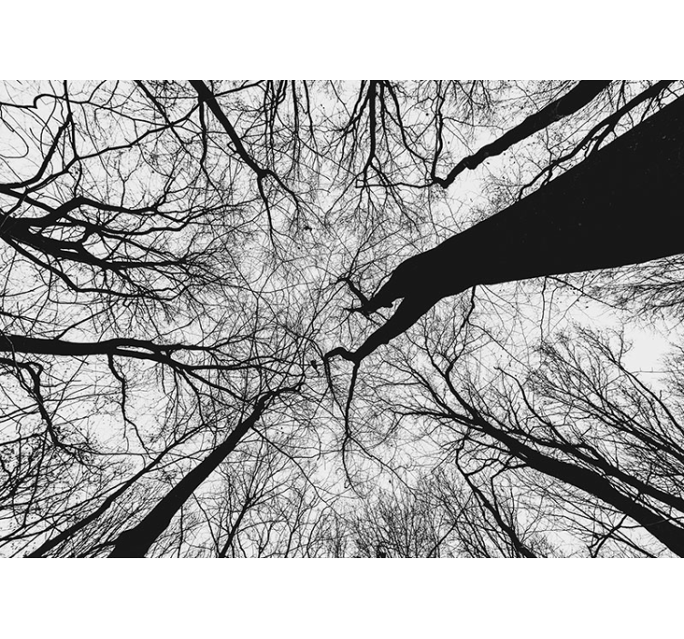 Bomen fotobehang met verweven taksilhouetten - TenStickers