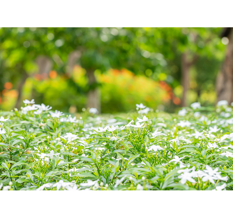 Fotobehang bloemen weelderige witte bloesems - TenStickers