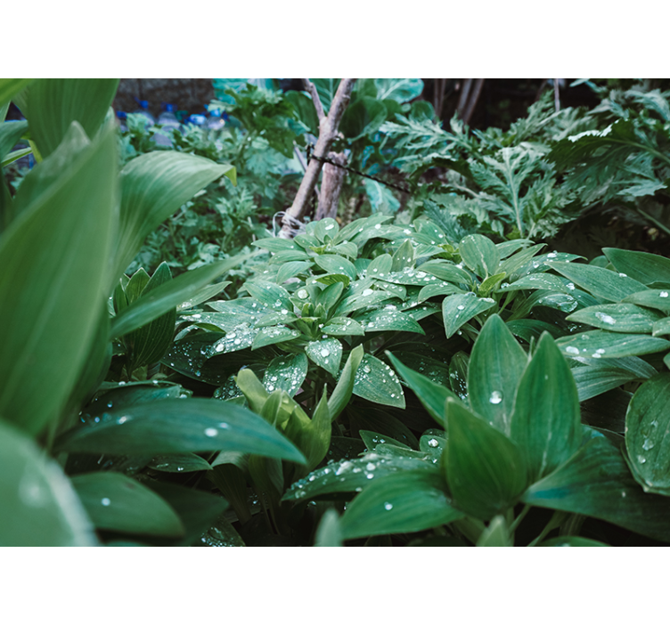 Weelderige groene textuur foto behang natuur - TenStickers