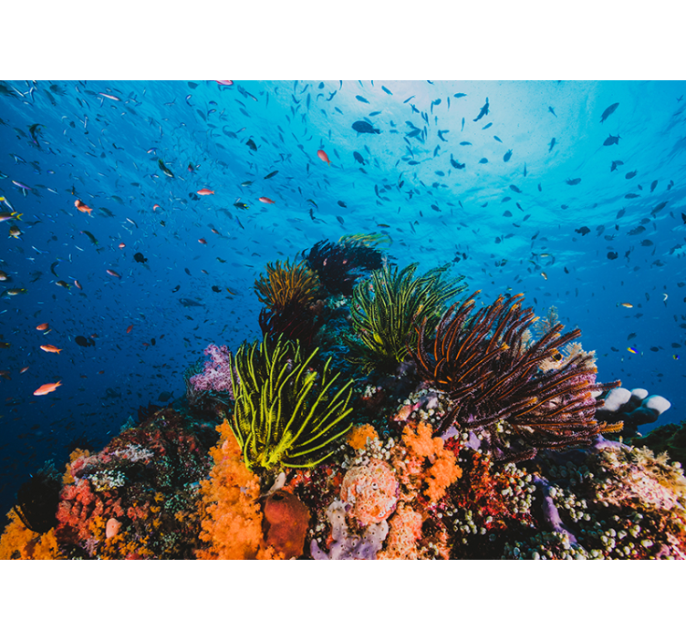 Fotobehang strand onderwater koraal paradijs - TenStickers