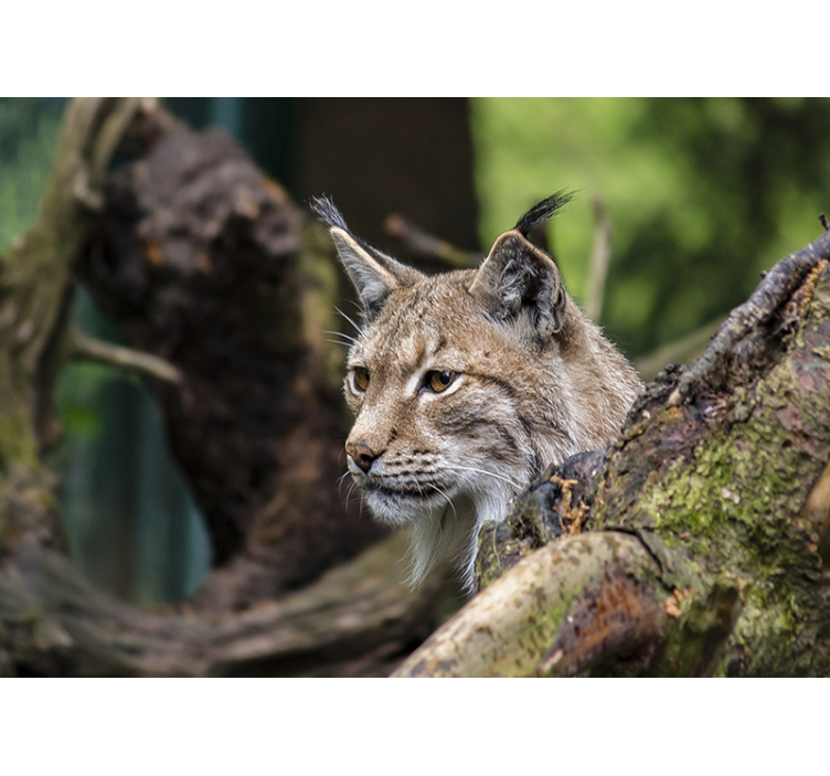 Lynx in de natuur fotobehang dieren - TenStickers