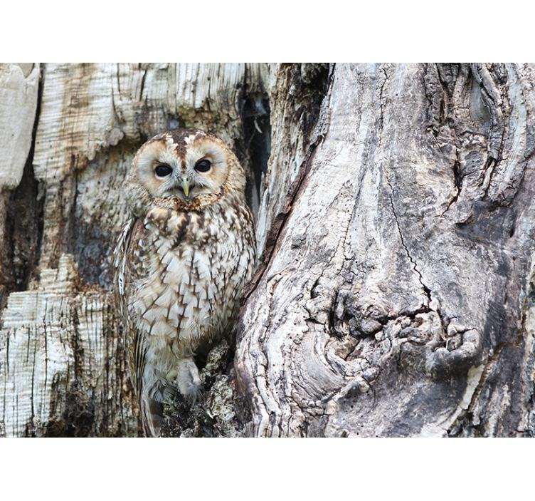 Portret van een wijze uil fotobehang dieren - TenStickers
